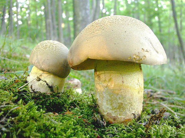 hríb horský Butyriboletus subappendiculatus (Dermek, Lazebn. & J. Veselský) D. Arora & J.L. Frank