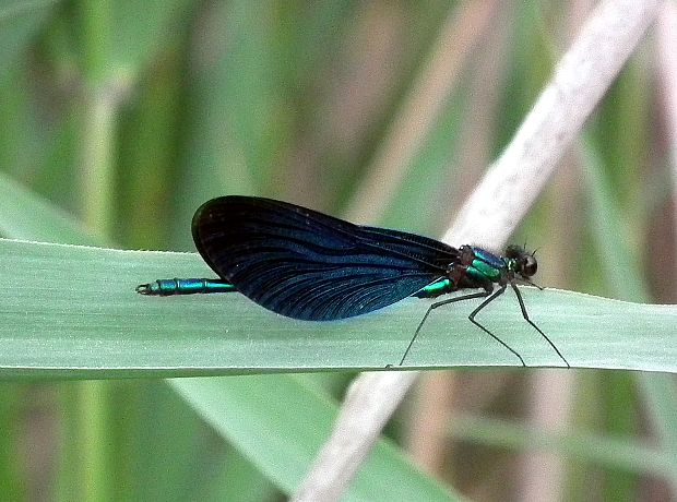 hadovka obyčajná  Calopteryx virgo