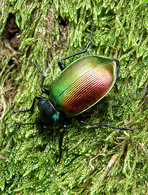 krajník pižmový Calosoma sycophanta