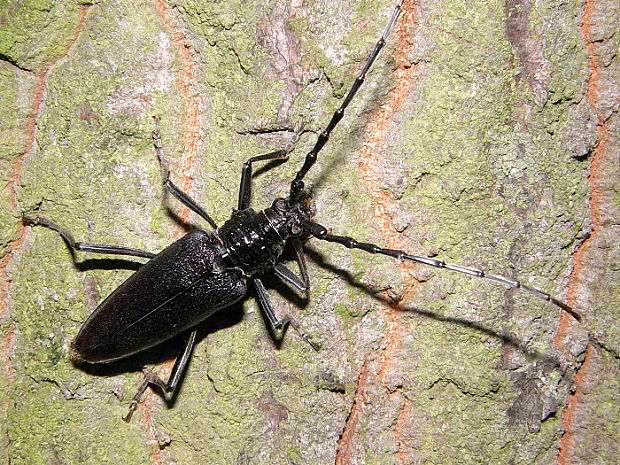 tesařík obrovský Cerambyx cerdo