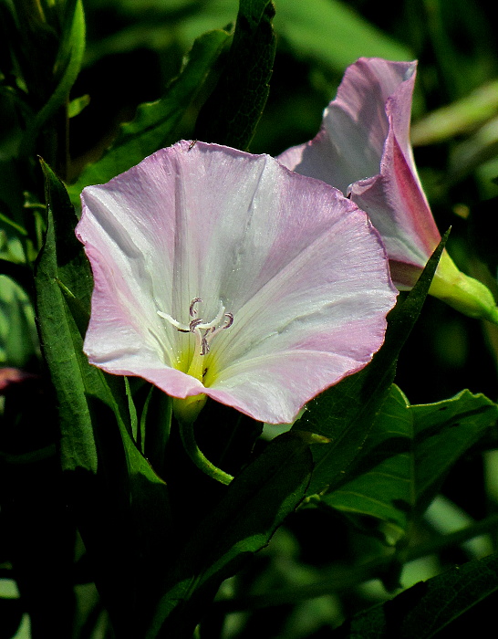 pupenec roľný Convolvulus arvensis L.