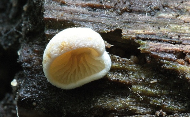 pahliva Crepidotus sp.