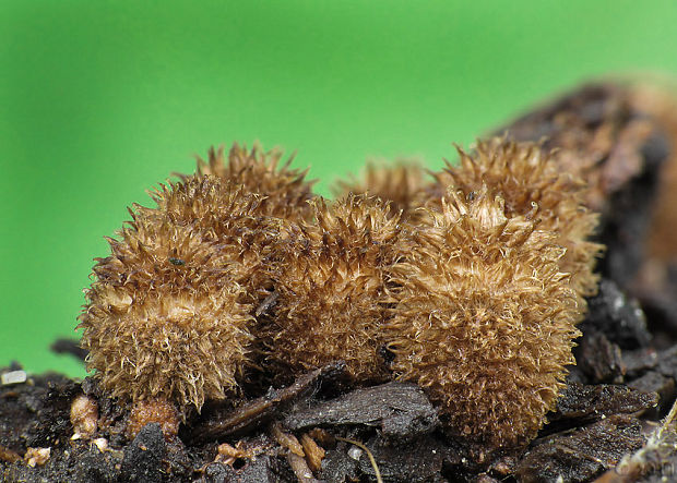 čiaškovec pásikavý Cyathus striatus (Huds.) Willd.