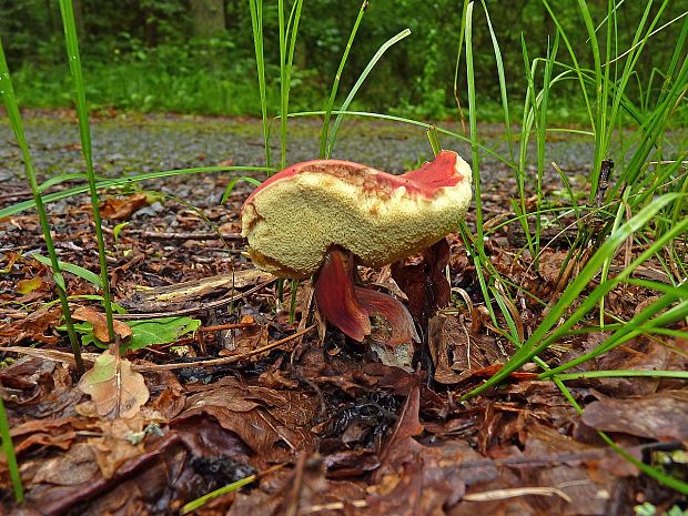 suchohríb karmínový Hortiboletus rubellus (Krombh.) Simonini, Vizzini & Gelardi