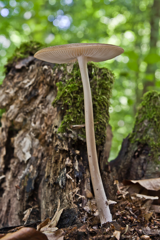 sliznačka koreňujúca Hymenopellis radicata (Relhan) R.H. Petersen