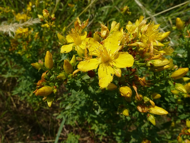 ľubovník bodkovaný Hypericum perforatum L.