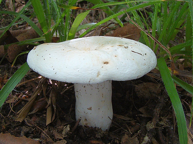 rýdzik korenistý Lactarius piperatus (L.) Pers.