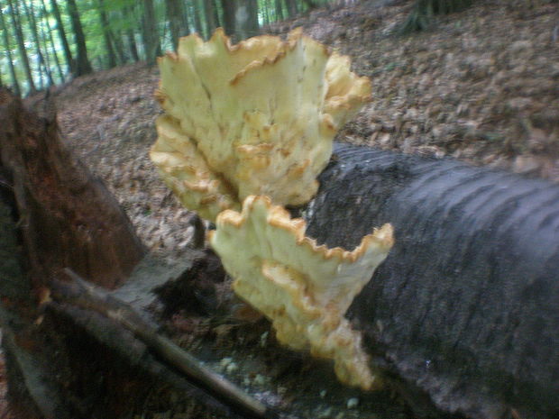 sírovec obyčajný Laetiporus sulphureus (Bull.) Murrill