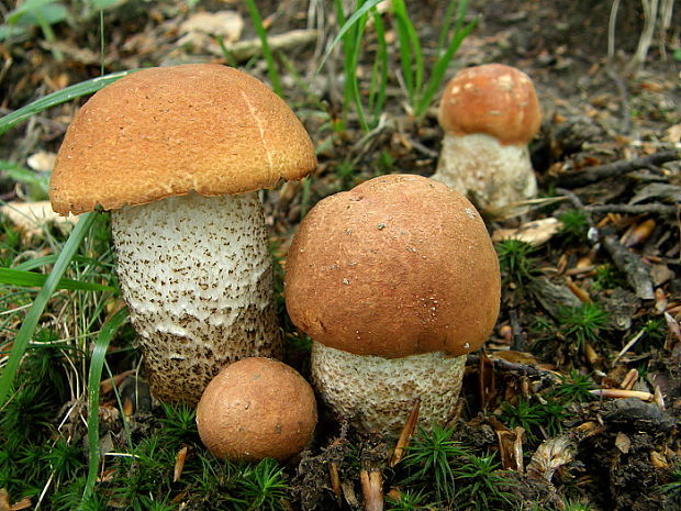 kozák dubový Leccinum aurantiacum (Bull.) Gray