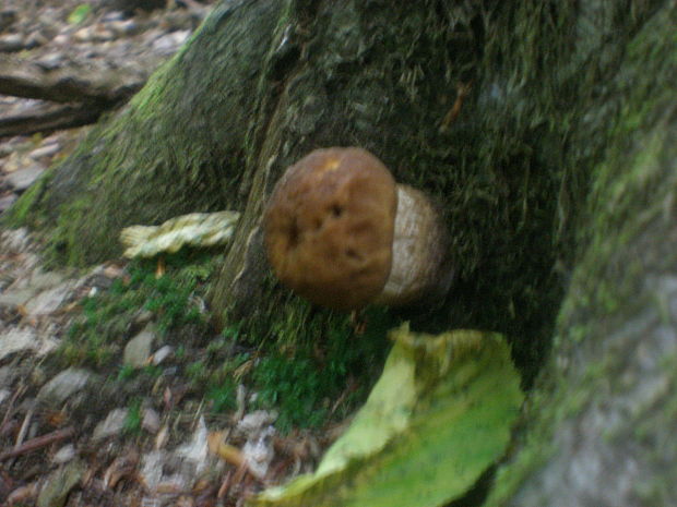 kozák hrabový Leccinum pseudoscabrum (Kallenb.) Šutara