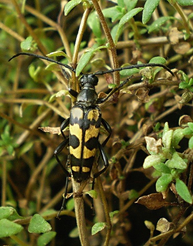 fuzáč štvorpruhový Leptura quadrifasciata