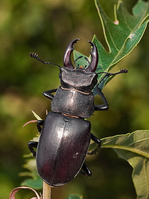 roháč veľký  Lucanus cervus L. 1758