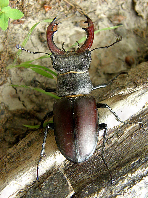 roháč obecný Lucanus cervus