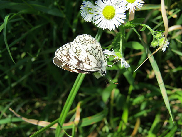 ockan timotejkovy Melanargia galathea