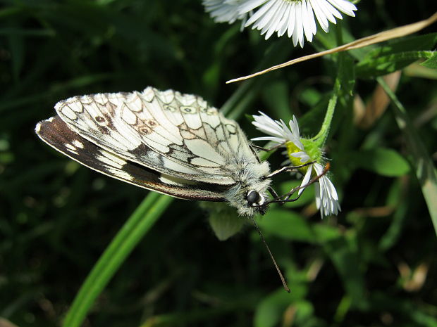 očkan timotejkovy Melanargia galathea