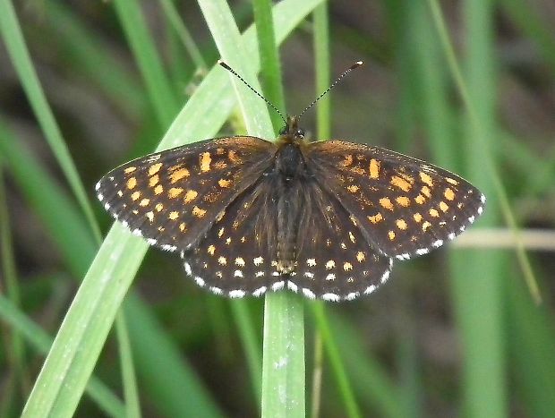 hnedáčik čermeľový Melitaea diamina