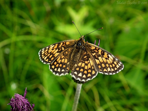 hnedáčik nevädzový Melitaea phoebe