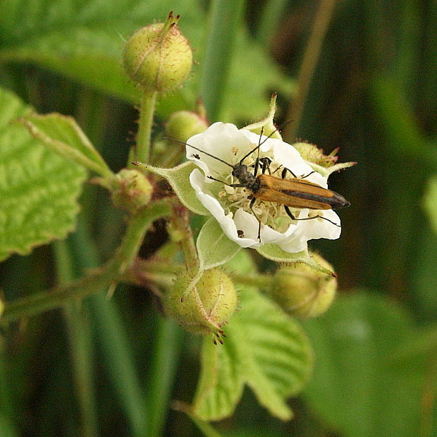 stehnáč Oedemera femorata