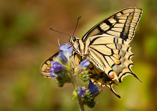 vidlochvost feniklový Papilio machaon