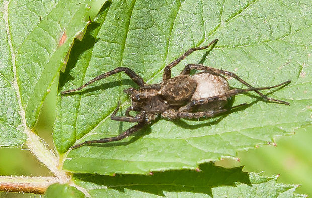 sliedič Pardosa lugubris