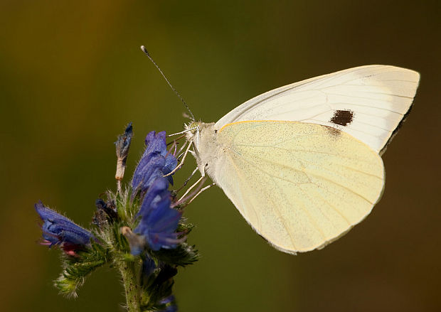 mlynárik kapustový Pieris brassicae