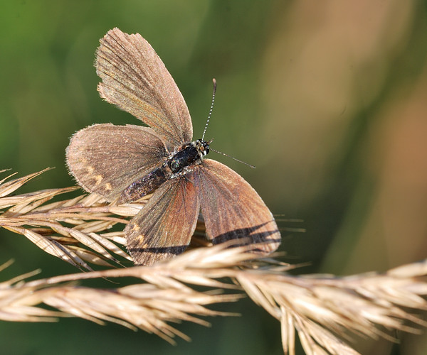 plebejus argus Plebejus argus