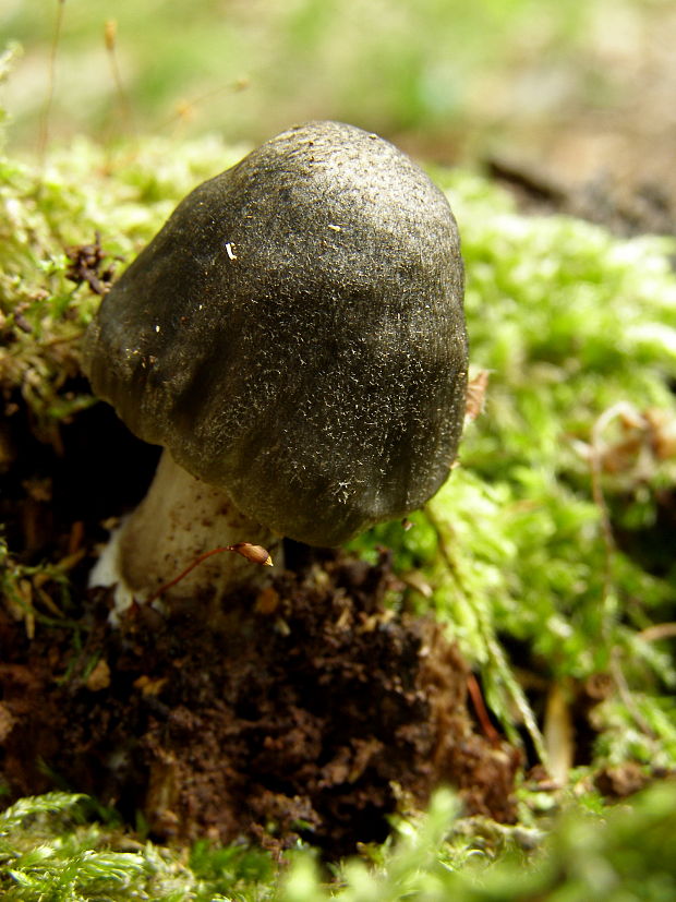 štítovka jelenia Pluteus cervinus (Schaeff.) P. Kumm.