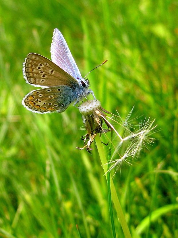 modráčik blankytný  Polyommatus thersites