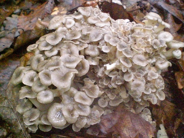 trúdnik klobúčkatý Polyporus umbellatus (Pers.) Fr.