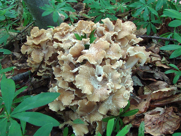 trúdnik klobúčkatý Polyporus umbellatus (Pers.) Fr.