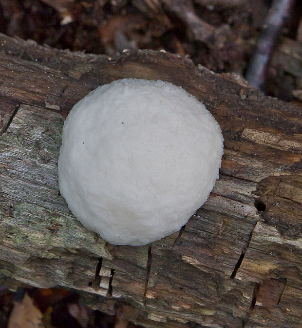 sieťnatka obyčajná Reticularia lycoperdon Bull.