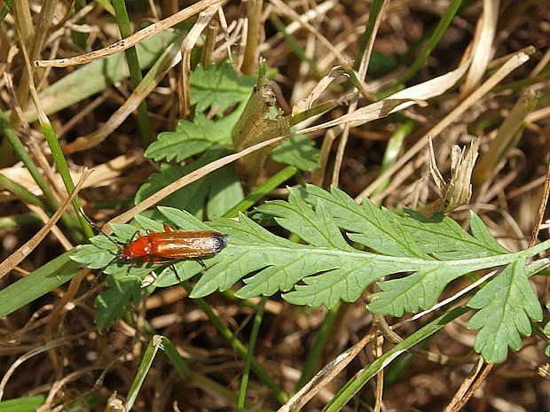 snehuľčík žltý Rhagonycha fulva