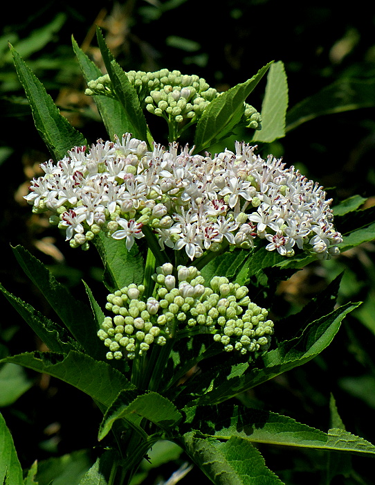 baza chabzdová Sambucus ebulus L.