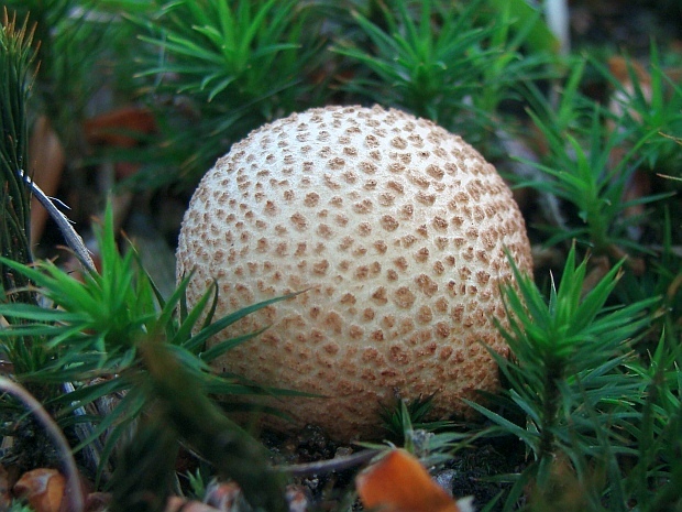 pestrec obyčajný Scleroderma citrinum Pers.