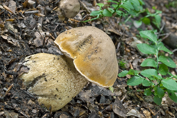 podhríb žlčový Tylopilus felleus (Bull.) P. Karst.