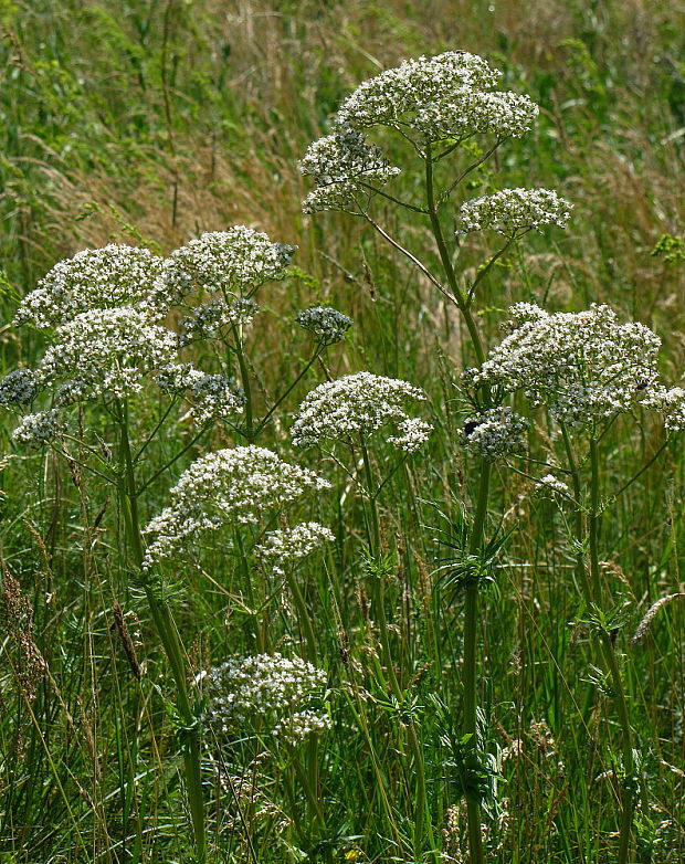 valeriána lekárska Valeriana officinalis L.