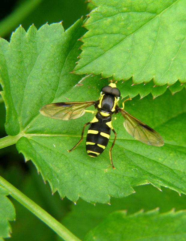 pestrica  Xanthogramma pedissequum