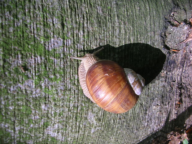 slimák záhradný  helix pomatia