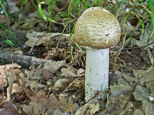 pečiarka Agaricus sp.