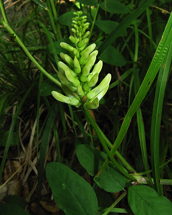 kozinec sladkolistý Astragalus glycyphyllos L.