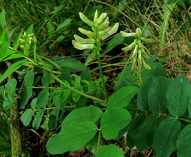 kozinec sladkolistý Astragalus glycyphyllos L.