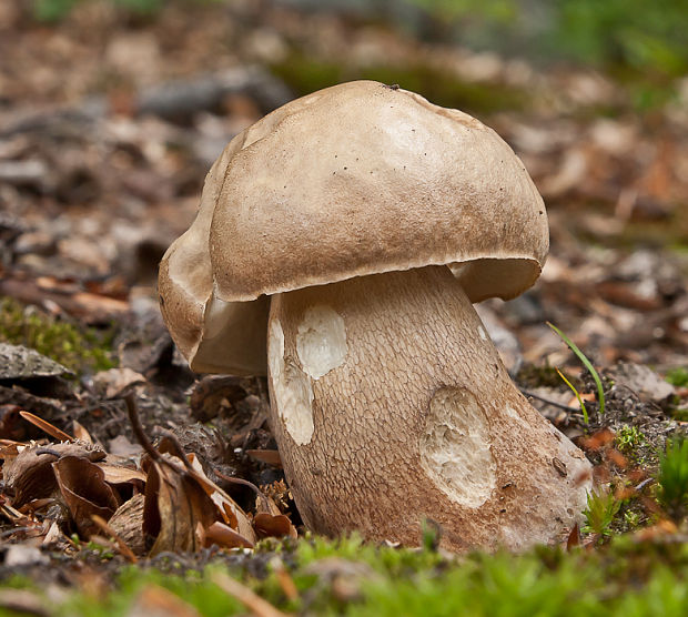 hríb dubový Boletus reticulatus Schaeff.