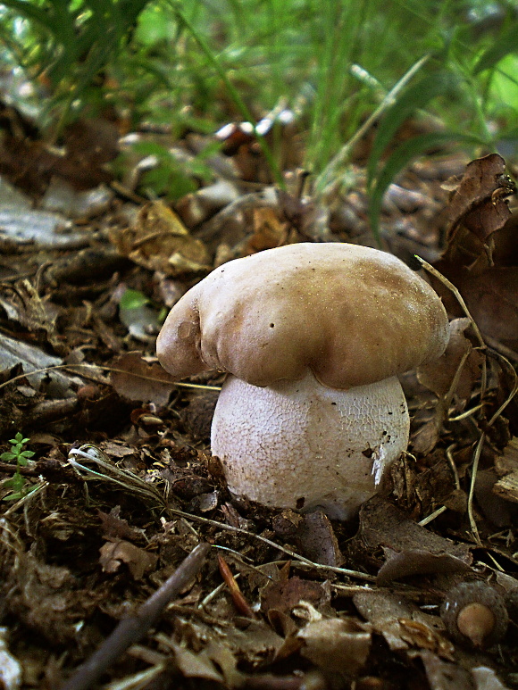 hríb dubový Boletus reticulatus Schaeff.