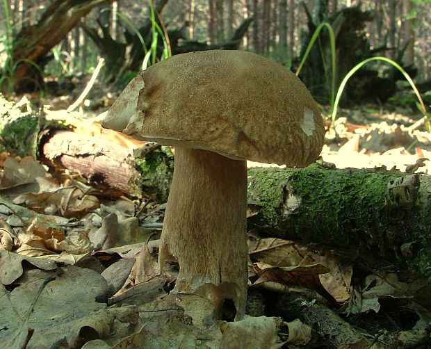 hríb dubový Boletus reticulatus Schaeff.