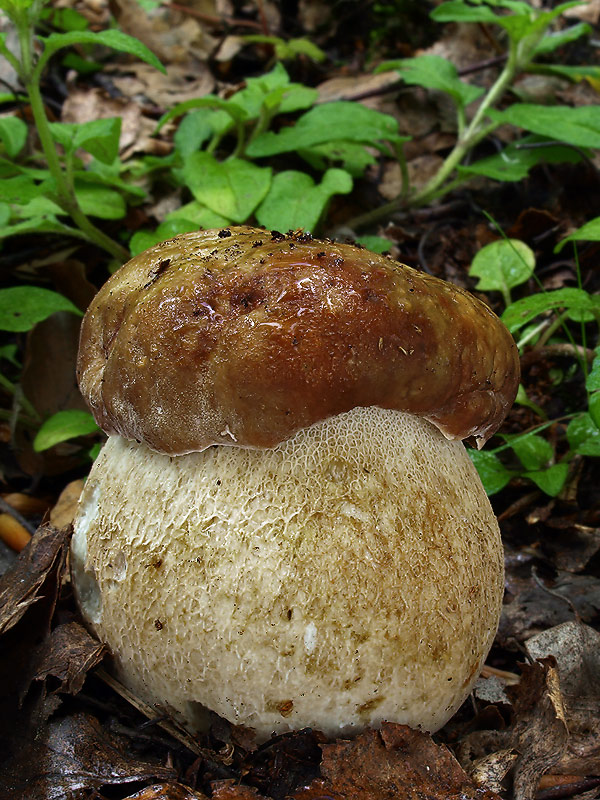 hríb dubový Boletus reticulatus Schaeff.