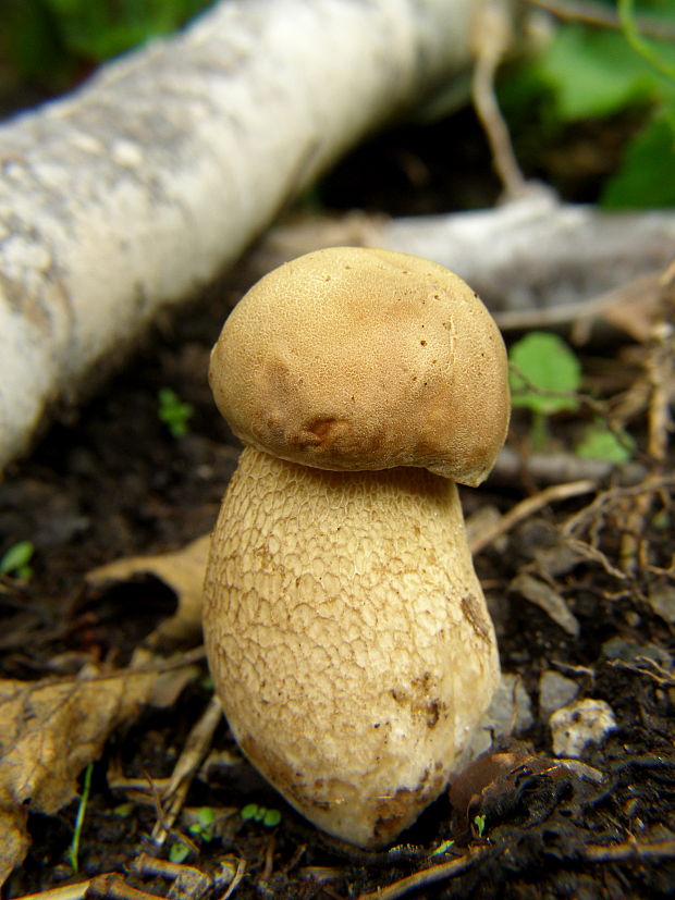 hríb dubový Boletus reticulatus Schaeff.