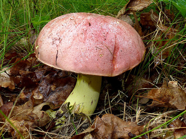 hríb kráľovský Butyriboletus regius (Krombh.) D. Arora & J.L. Frank