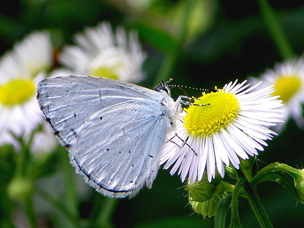 modráčik krušinový  Celastrina argiolus