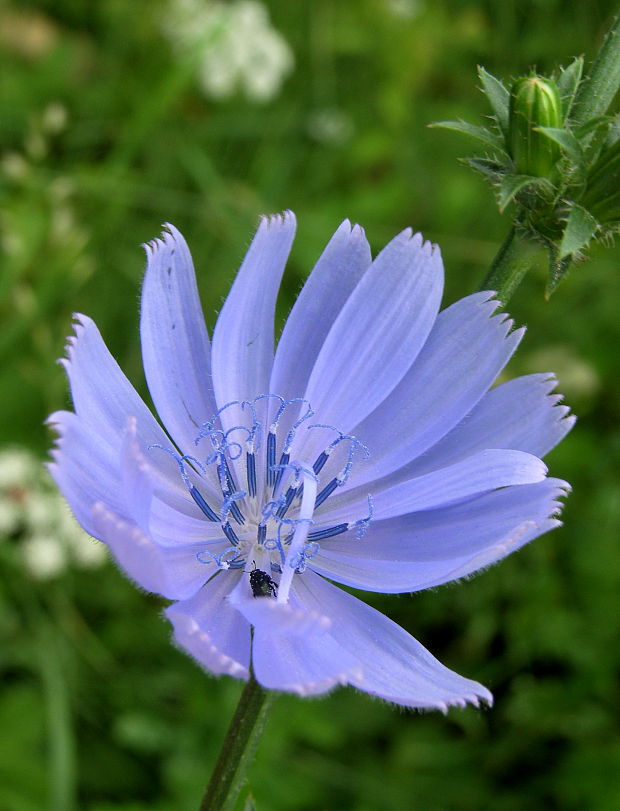 čakanka obyčajná Cichorium intybus L.