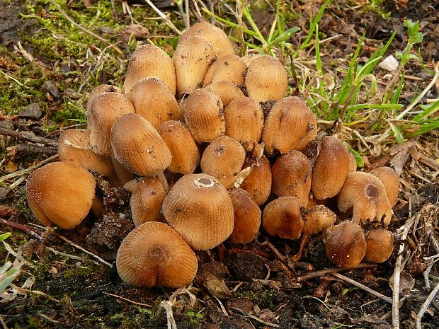 hnojník třpytivý - Hnojník ligotavý Coprinellus micaceus  (Bull.) Vilgalys, Hopple & Jacq. Johnson